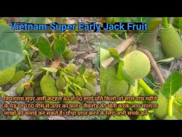 वियतनाम कटहल की खेती 2 साल में उत्पादन || Vietnam super early jackfruit farming || katahal ki kheti
