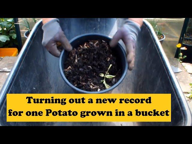 How to grow Potatoes at home  new record set at Home Grown Veg Just 1 potato planted in this bucket