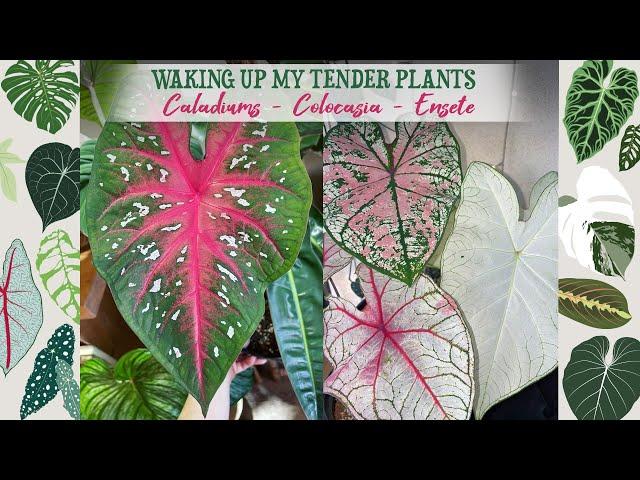 Potting Up My Caladiums, Colocasia & Ensete Maurelii 