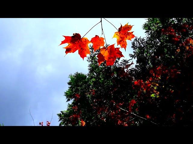 Синяя птица "Там где клён шумит" (Каrаоке) by Subjohny