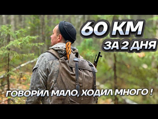 Охота с лайками. 60 км за 2 дня.