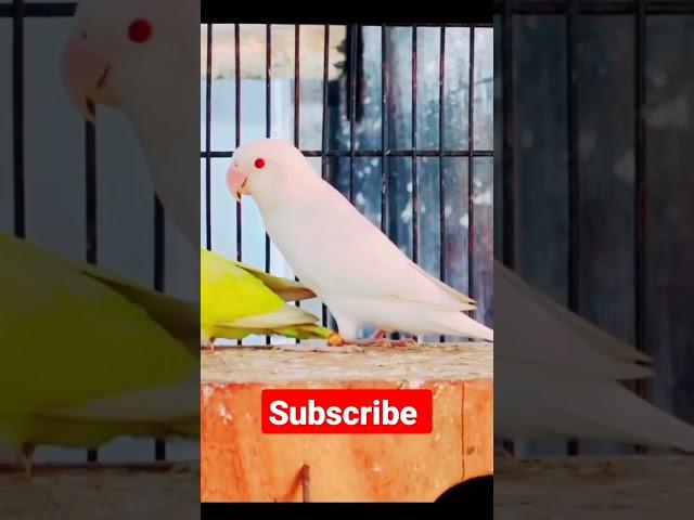 albino Red eyes ! love birds ! beautiful bird !#hhabirds