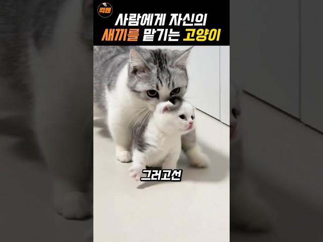 ️1000만️자신의 새끼를 맡기는 어미 고양이