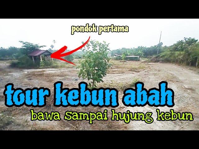 [Episod1151] pak long bawa tour seluruh kebun abah tengok pokok² yang masih ada