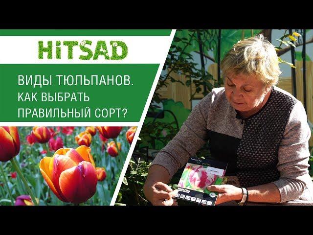 Тюльпаны и их разновидности! Как подобрать подходящий сорт. HITSAD TV.