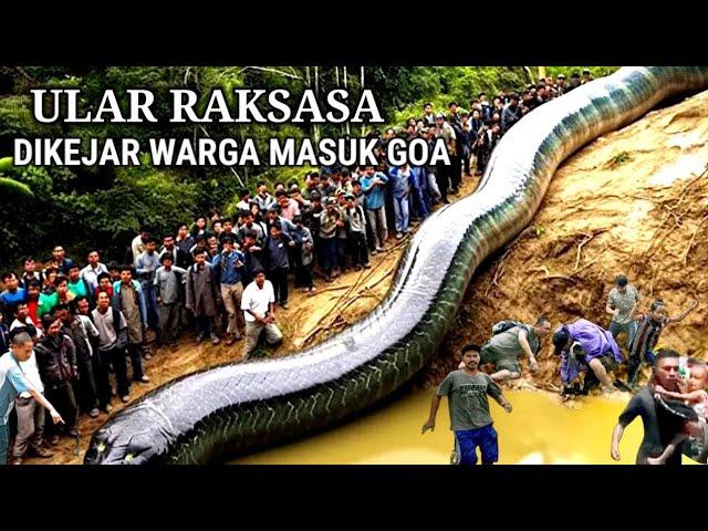 GEGER !! ULAR RAKSASA DI KEJAR WARGA MASUK GOA PERTAPAAN