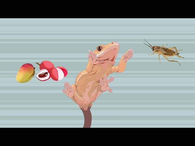 lizard shaming.mp4 (True Facts About the Crested Gecko)