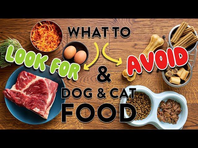 Dr. Judy's Pet Food Criteria | FAQ's What & Why