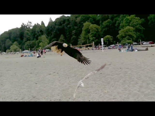 Crows attack bald eagle attacking young seagull  - Spanish Banks, Vancouver