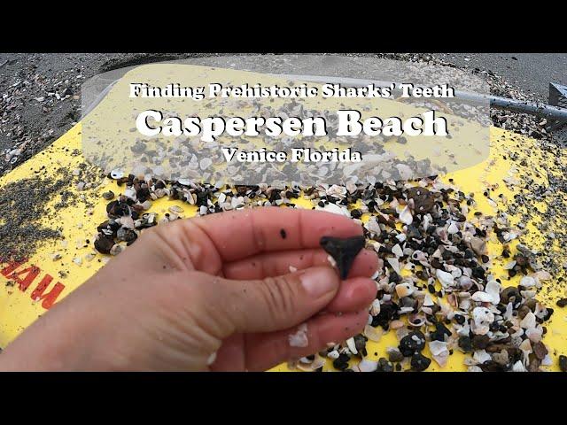 Finding Prehistoric Sharks' Teeth | Caspersen Beach Venice Florida