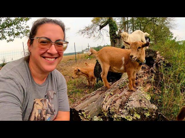 "Hurry Up & Wait" Goat Labor-Watchers Club  (Let's Take a Walk With The Goats) | Dairy Goat VLOG