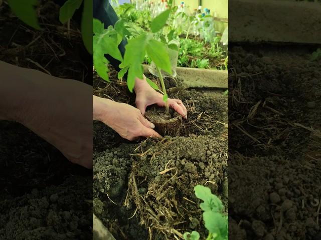 Готовлю грядки в теплицы для рассады помидор. #мульчирование #рассада #помидоры