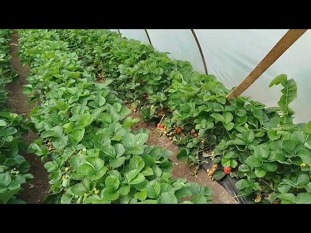 Сорт клубники Априка под плёночными укрытиями.