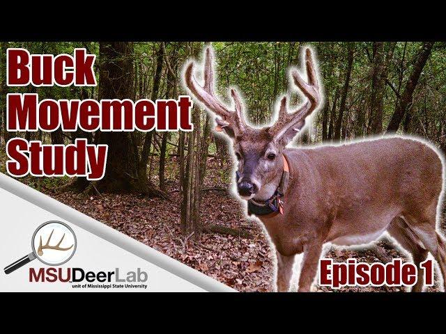 BUCK MOVEMENT STUDY - EPISODE 1: INTRODUCTION