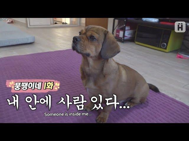 Moong, the genius dog who are more like human than humans