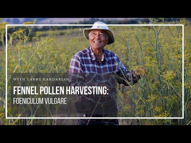 Fennel harvest with Larry Kandarian