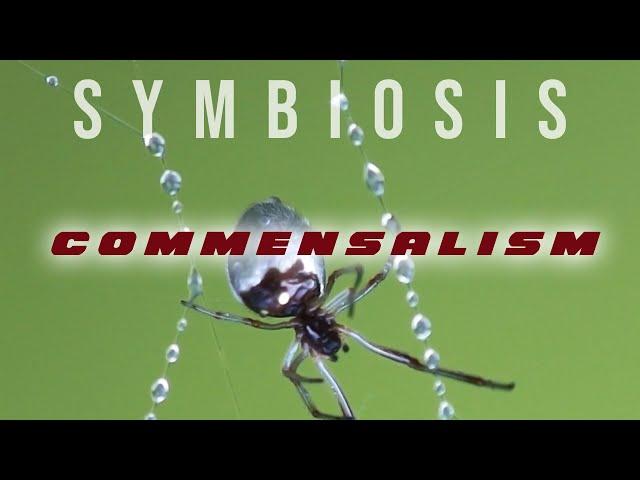 Symbiosis: Commensalism