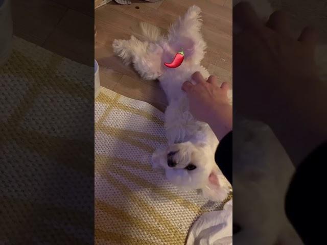 짭잘이 벌렁