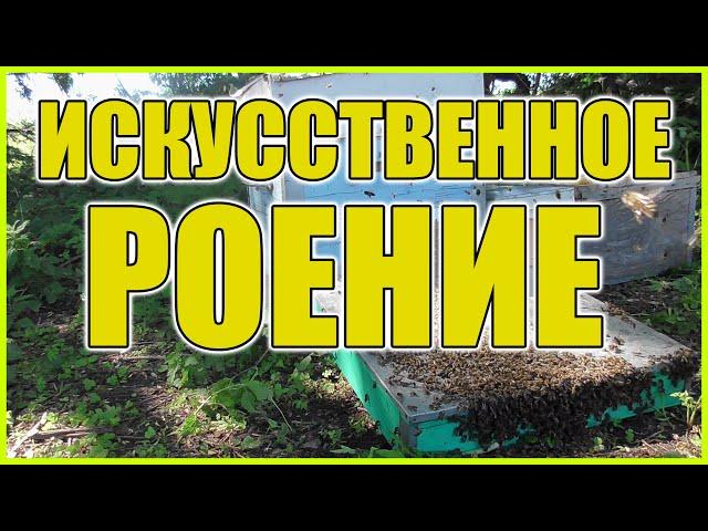 Искусственное роение пчел! Отделение пчел от расплода! Перезапуск семьи!