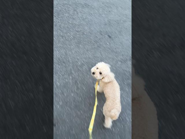 아빠 마중가는 살구 쳐다보는게 정말 귀여워 #강아지 #토이푸들 #산책 #poodle #반려견