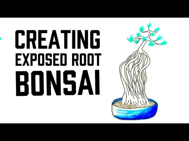 How You Can Create Exposed Root Bonsai