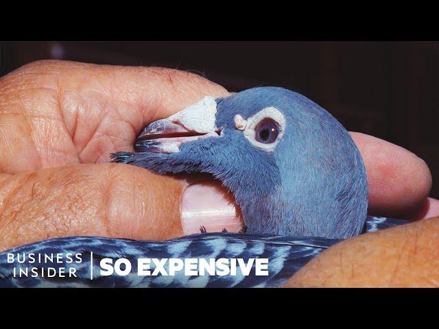 Why Racing Pigeons Are So Expensive | So Expensive