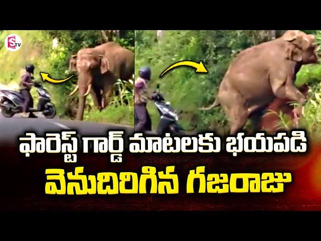 Elephant Steps Back Into Forest With Forest Guard Instructions | SumanTV