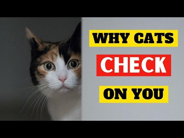 Why does my cat “check on me”?