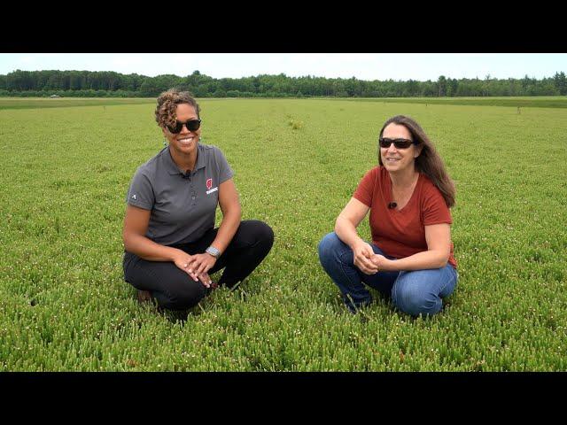 Bumper Crops: Integrated Pest Management for Cranberry Crops