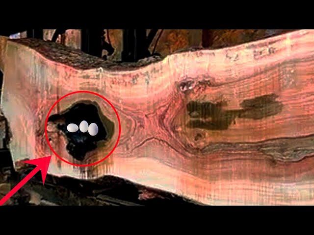 surprising discovery in hollowed out wood at sawmill