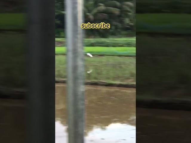 white heron flying #shorts #heron