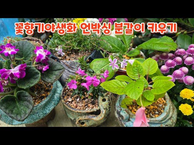 #꽃향기야생화 언박싱 키우기 분갈이 #사랑초 #유럽패랭이 #바이올렛 #국화