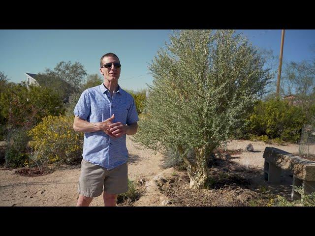 Incredible Desert Garden Built for Drought, DIY