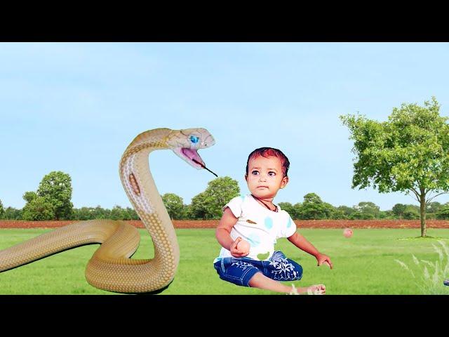 Cobra snake video || saamp wala video ||  snake video