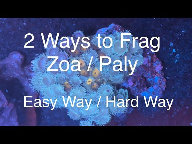 2 Ways to Frag Zoanthids / Palythoas - Zoa / Paly Fragging Saltwater Coral Reef Aquarium