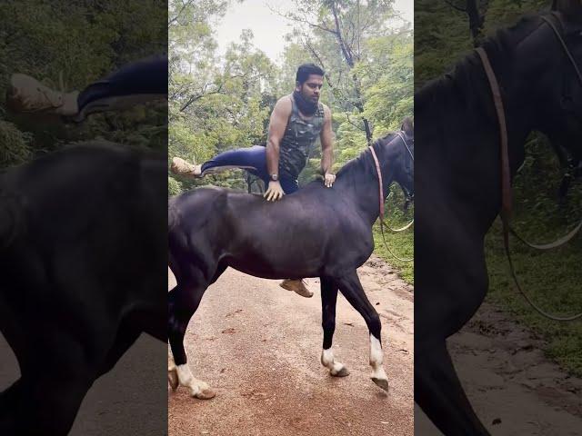 Mount || Horse || Without || Saddle || Rider || Shorts || IA || WhatsApp || Status