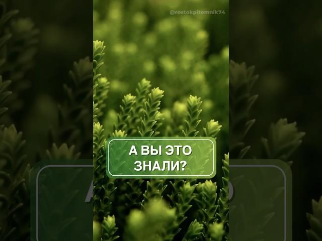 Интересные факты о ваших растениях 