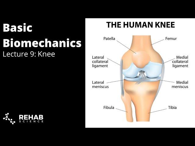 Biomechanics Lecture 9: Knee