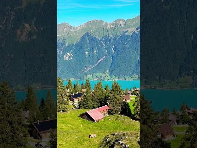 Axalp feeling #travel #nature #switzerland #brienz #brienzersee #shortsvideo #youtubeshorts