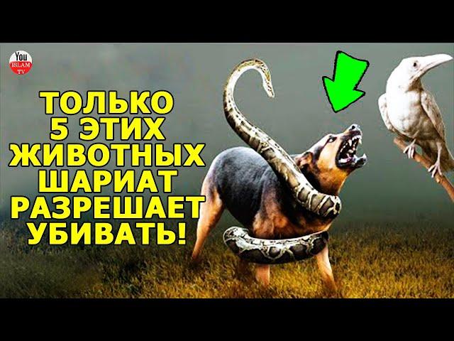 5 ЖИВОТНЫХ КОТОРЫХ ИСЛАМ РАЗРЕШИЛ ВАМ  УБИВ@ТЬ, ЕСЛИ ОНИ УГРОЖАЮТ ВАШЕЙ ЖИЗНИ