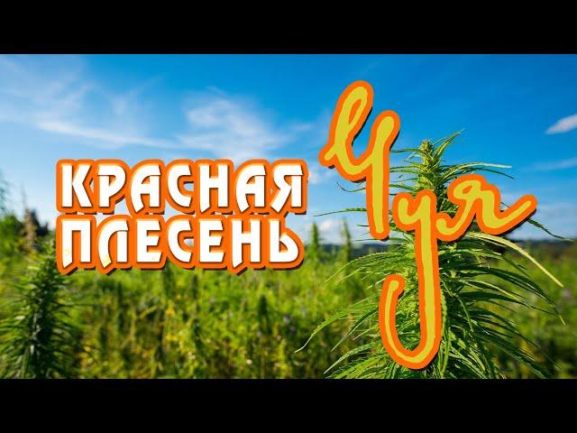 Красная Плесень - Чуя | Лучшие песни @kr.plesen