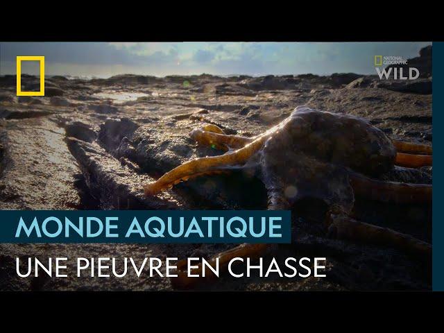 La chasse aux crabes | LES SECRETS DES PIEUVRES