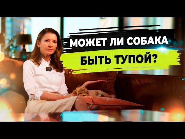 Собака грызет вещи, писает на кровать. Как отучить собаку лаять? Воспитание щенка.