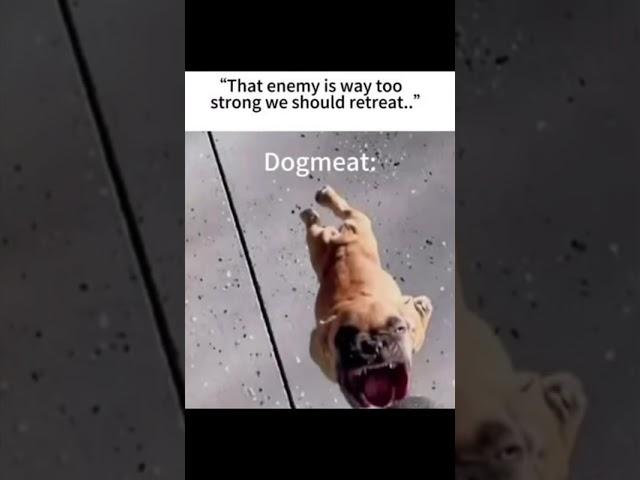 Dog meat fall out meme