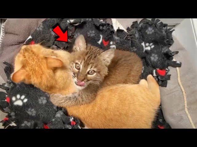 Cat Takes Orphan Lynx Cub Under His Wing and Raises Him Like Her Own