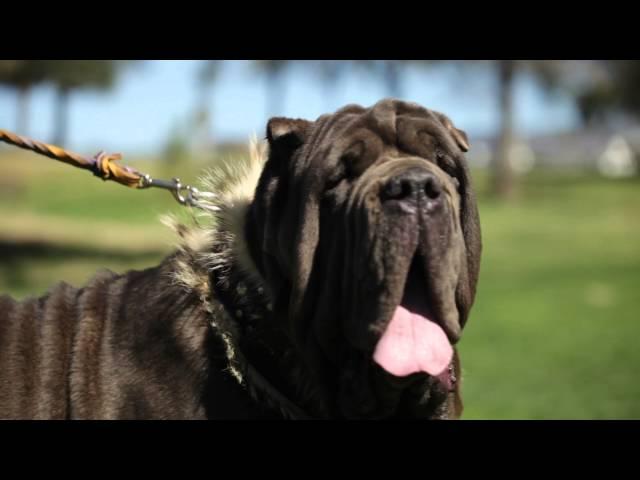 NEAPOLITAN MASTIFF: A DOG LOVER'S INTRODUCTION