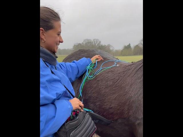 Trimwave H-wave therapy devices being used to treat a horse.