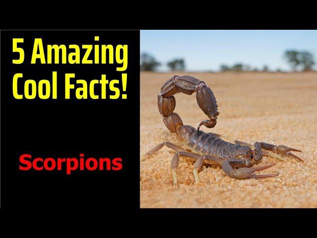 5 Fascinating Facts About Scorpions