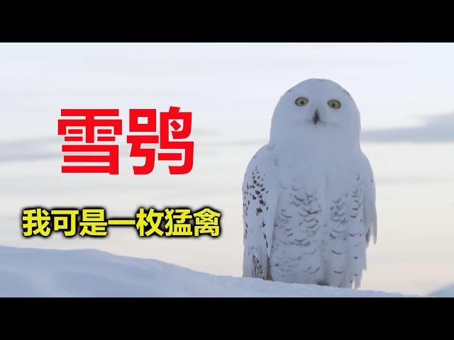 请不要让00后剪动物世界之变色龙&雪鸮