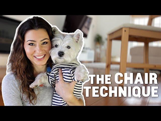 Bored Westie Dog? 4 Tips To Make Meal Time More Exciting! [4K]